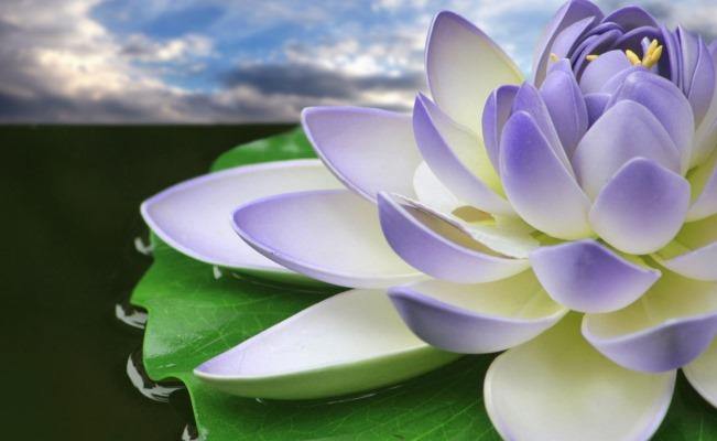 Reiki verandert je leven