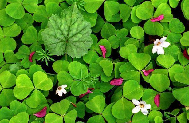 Holistische geneeskunde