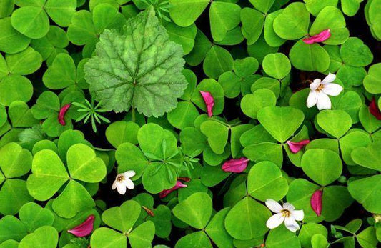 Holistische geneeskunde