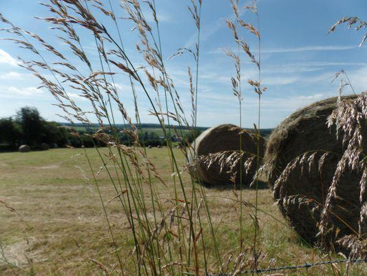 Affirmaties voor evenwicht met energieën van de Elementen