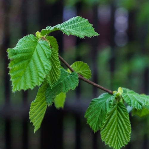 Kidneys and Bladder Care