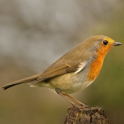 The Robin Empowerment