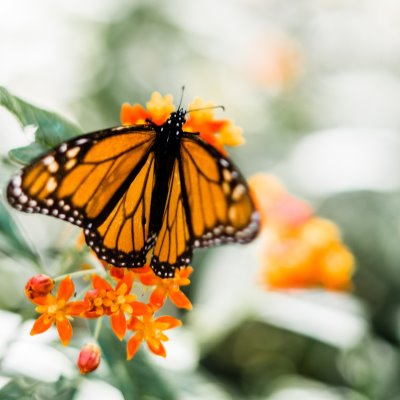 Butterfly Reiki Healing