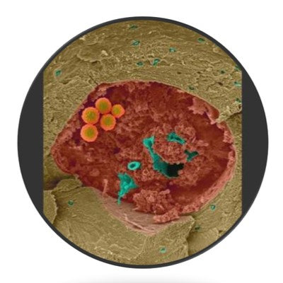 Connective Tissue Service Empowerment