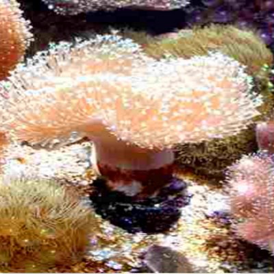 Enchanted Coral Essence Energy