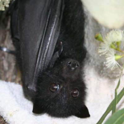 Flying Fox Empowerment