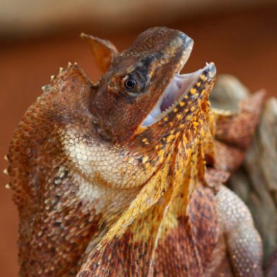Frill Neck Lizard Empowerment