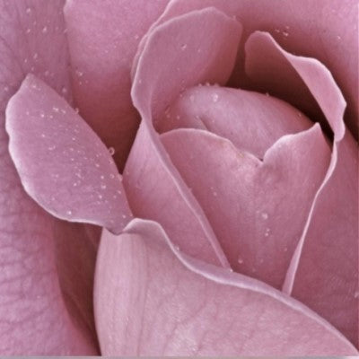 Goddess's of Pleasure & Bliss - Volupta & Hedone