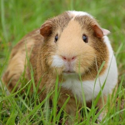 Guinea Pig Empowerment