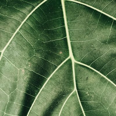 Healing Flushes Empowerments 1-6