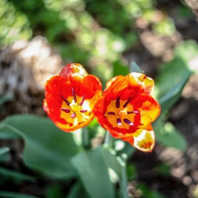 Paranormaal Begaafdheid Besmetting flush