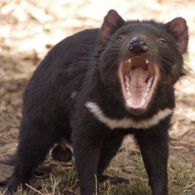 Tasmanian Devil Empowerment
