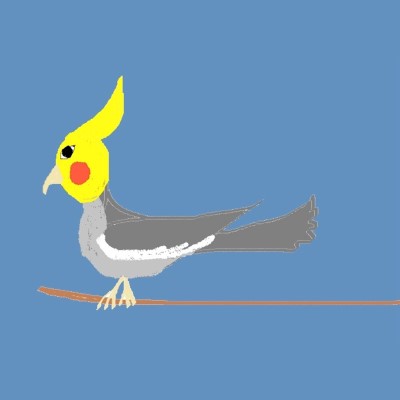 Valkparkiet Dier Meditatie Empowerment