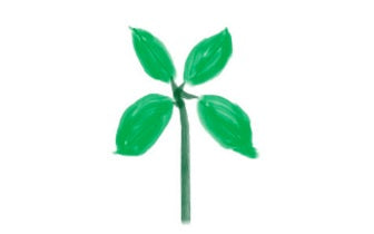 Magie & Genezing van Zoete Basilicum Empowerment