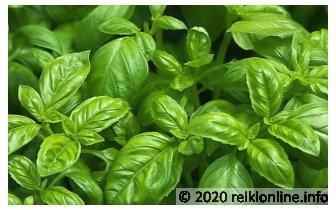 De helende Kruiden Serie: Basilicum