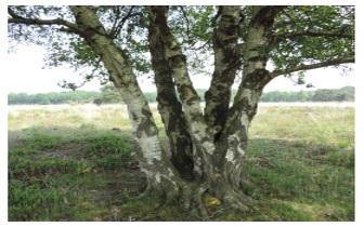 De helende Bomen en Struiken Serie: Berk