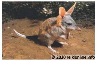 Bilby Empowerment