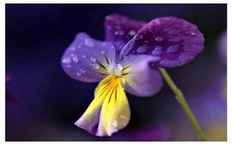 Bloem Essentie Reiki