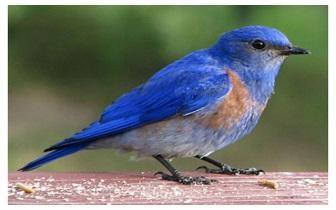 Blue Bird