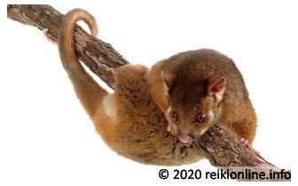 Brush Tailed Possum Empowerment