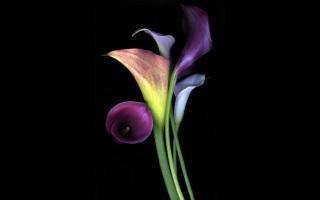 Calla Lelie Bloem Afstemming