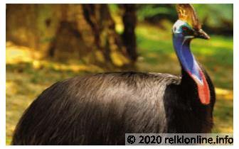 Cassowary Empowerment