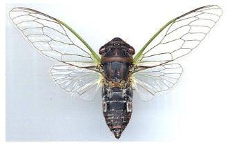 Cicade Empowerment TM