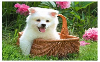 Dier Bescherming Reiki