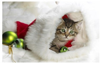 Dieren en Kerstmis inwijding