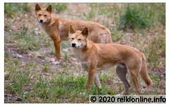 Dingo Empowerment