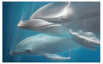 Dolphins of Atlantis