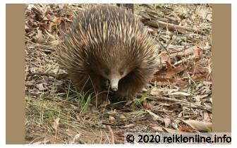 Echidna Empowerment