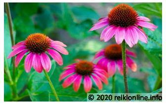 Echinacea Reiki