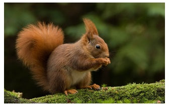 Eekhoorn Empowerment