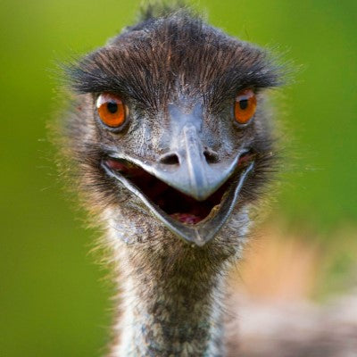 Emu