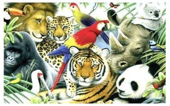 Engelen van de Aarde - Dierenhealing