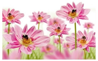 Flower Essences Meditation Program