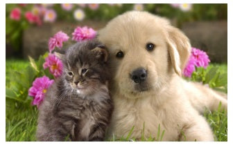 Genezing Dier Angst Reiki