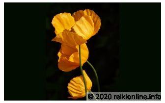 Goudpapaver Reiki