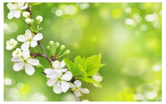 Kracht van Lente Reiki Empowerment