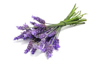 Lavendel Reiki
