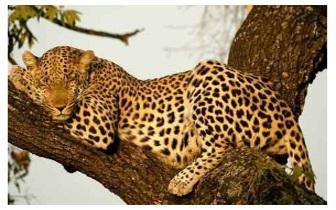 De Luipaarden en hun totems Empowerment