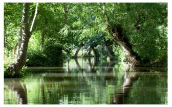 Magische Natuur Reiki