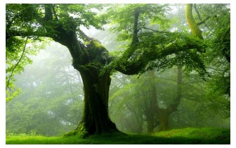 Majestueuze Bomen Inwijding