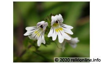 Ogentroost Empowerment Reiki