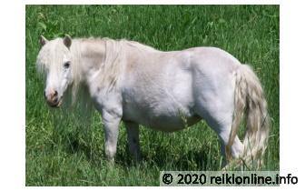 Pony's van Onvoorwaardelijke Liefde