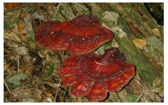 Reishi Paddenstoel Reiki