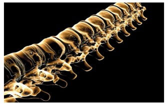 Spinal Care (Ruggenwervel)