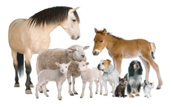 Spiritueel Dier Genezing Programma