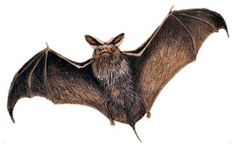 Vleermuis Empowerment